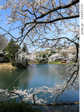 三ツ池の桜 14895105