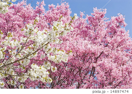 ピンクをバックに白の桜の花 14897474