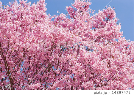 ピンクの桜の花 14897475