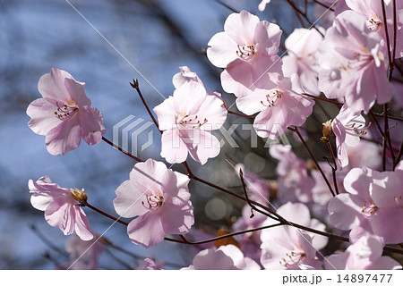 アカヤシオの花 アカヤシオの花 14897477