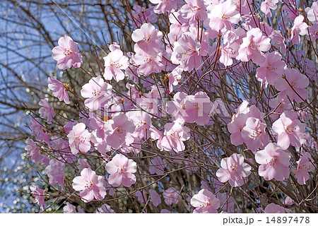 アカヤシオの花 アカヤシオの花 14897478