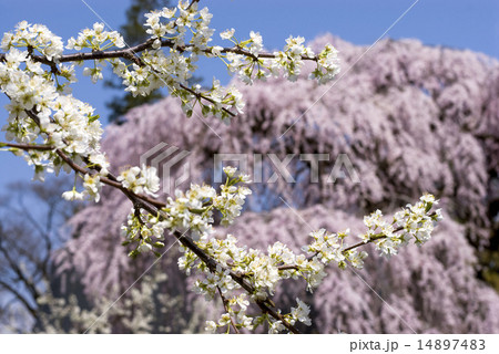 枝垂れ桜をバックにスモモの花 14897483