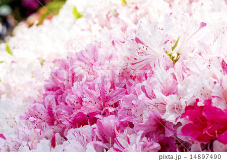 白とピンクのツツジの花のアップの写真素材