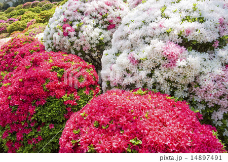 赤白ピンクのツツジの花の写真素材