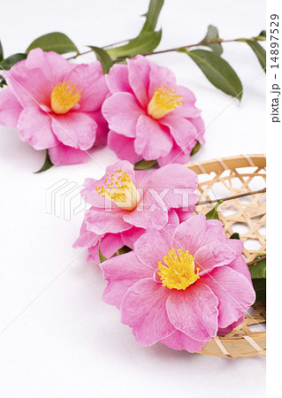 笊とサザンカの花 14897529