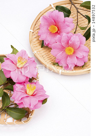 2つの笊の上のサザンカの花 14897532