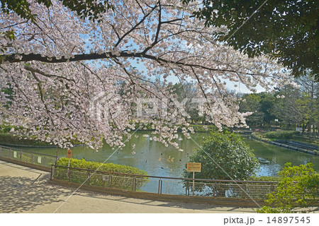 妙正寺公園 妙正寺公園 14897545