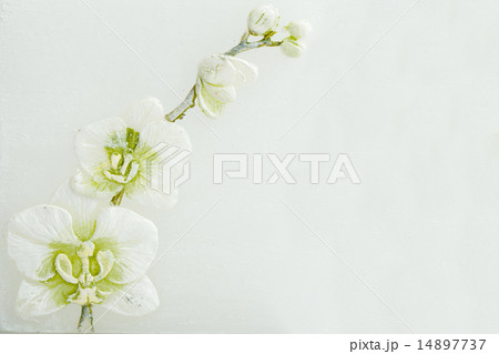 abstract spring background with flowers 14897737