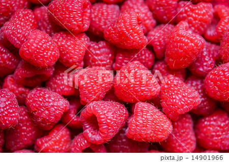 Closeup of fresh picked raspberries 14901966