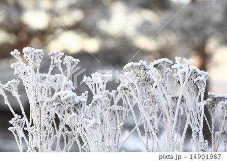 cold winter forest landscape snow cold winter forest landscape snow 14901987