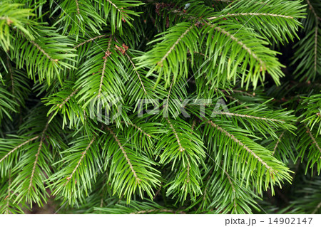 fir tree branches texture fir tree branches texture 14902147
