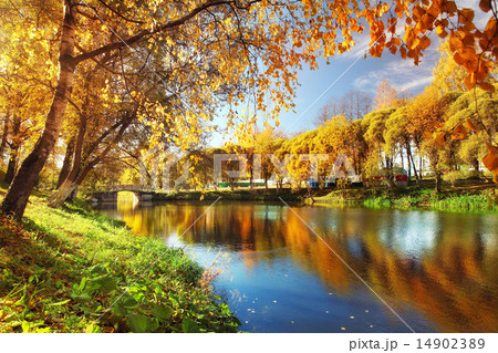 Pond in autumn, yellow leaves, reflection Pond in autumn, yellow leaves, reflection 14902389