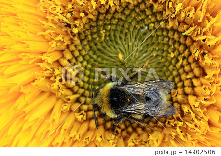 bumble bee on a flower 14902506