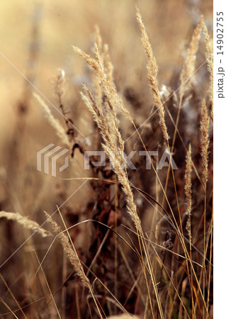 dry sedge grass background 14902755