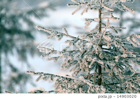 cold winter forest landscape snow cold winter forest landscape snow 14903020