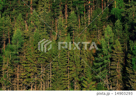 background fir forest 14903293