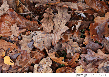 texture leaves yellow 14903774