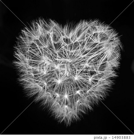 heart of a dandelion, the day of St. Valentine love heart of a dandelion, the day of St. Valentine love 14903883