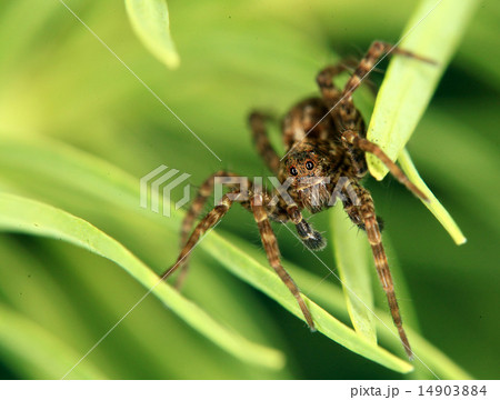 small jumping spider on a flower small jumping spider on a flower 14903884