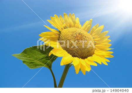 Sunny sunflovers in clear day Sunny sunflovers in clear day 14904040