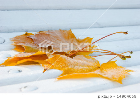 Frozen Maple leafes 14904059