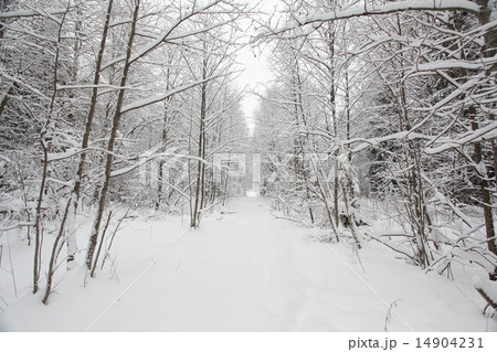 cold winter forest landscape snow cold winter forest landscape snow 14904231