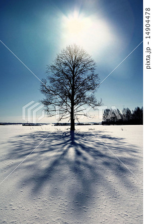 lonely tree in a field in winter lonely tree in a field in winter 14904478