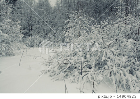 cold winter forest landscape snow cold winter forest landscape snow 14904825