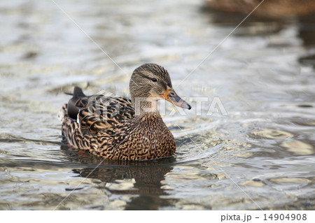 mallard duck floating on the water mallard duck floating on the water 14904908