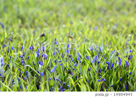 blue flowers on green summer grass blue flowers on green summer grass 14904945