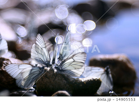 beautiful butterfly on the rocks near the water, nature, spring beautiful butterfly on the rocks near the water, nature, spring 14905553
