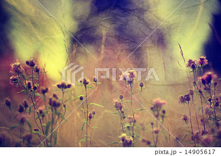 wildflowers wildflowers 14905617