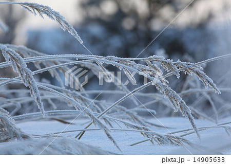Winter twigs and grass covered with frost and snow Winter twigs and grass covered with frost and snow 14905633
