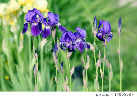 blue iris flowers in the garden 14905637