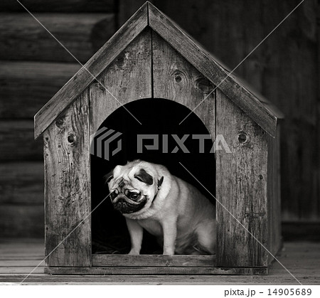 Funny pug dog in the dog house Funny pug dog in the dog house 14905689
