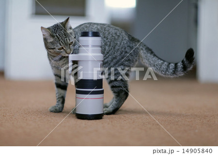 cat and the camera lens and professional wildlife cat and the camera lens and professional wildlife 14905840