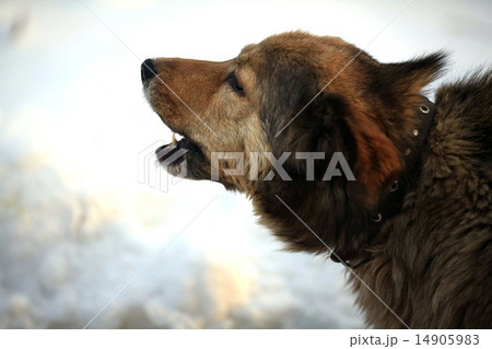 funny dog 14905983