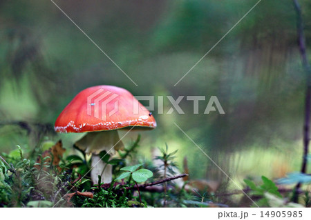 red fly agaric in the forest 14905985