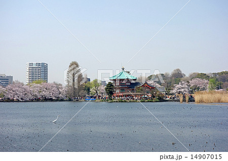 不忍池（ハス池）と桜(東京都台東区上野公園） 14907015
