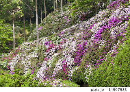 大興善寺 大興善寺 14907988