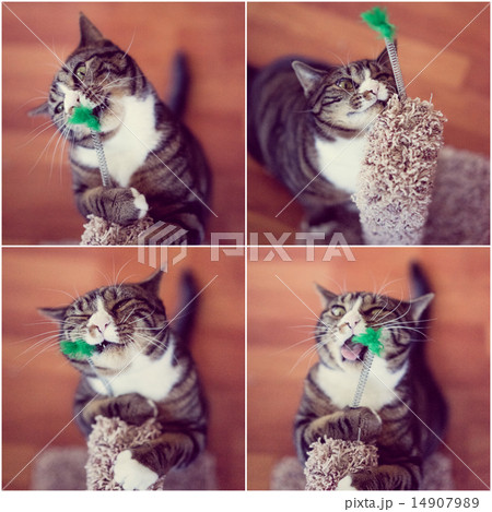 Funny cat collage 14907989