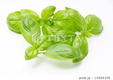 バジル バジル 14908106