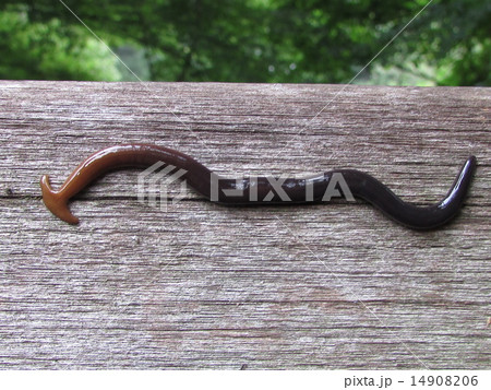 クロイロコウガイビル 14908206