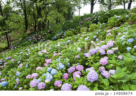 あじさい あじさい 14908674