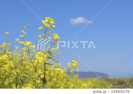 菜の花 14909276