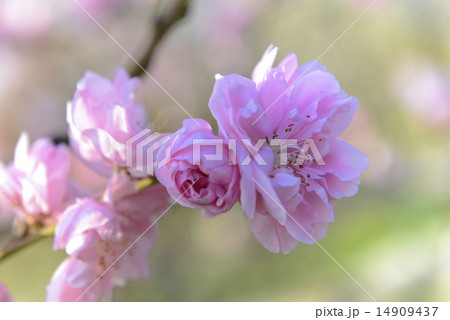 桃の花 14909437