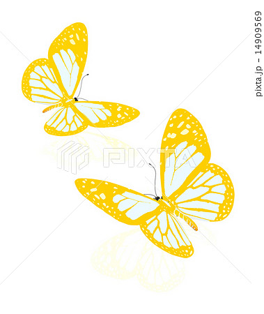 beauty butterflies 14909569