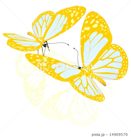 beauty butterflies beauty butterflies 14909570