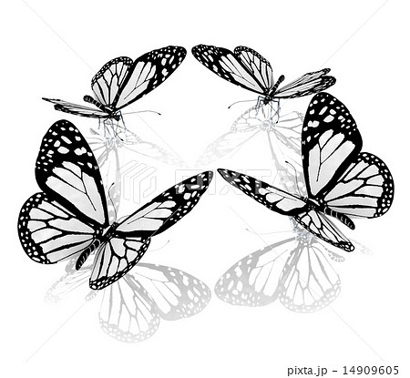 beauty butterflies beauty butterflies 14909605
