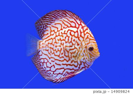 Discus Fish, Checkorboard Turquoise 14909824